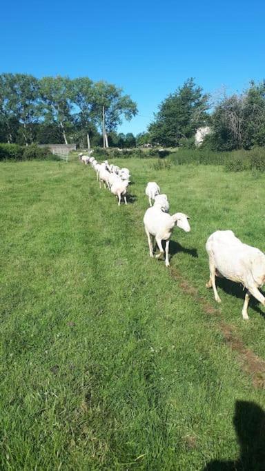 Gite A La Ferme, Avec Animaux, Fromages Et Nature Neuville-les-Decize Екстериор снимка